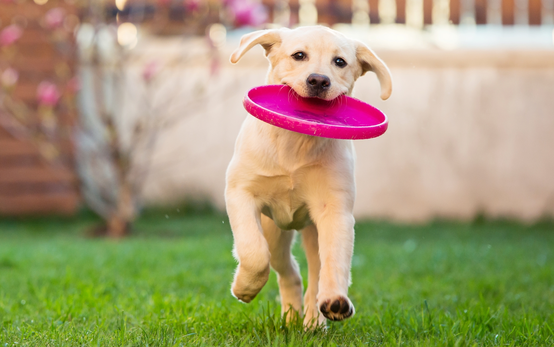 Chien avec frisbee