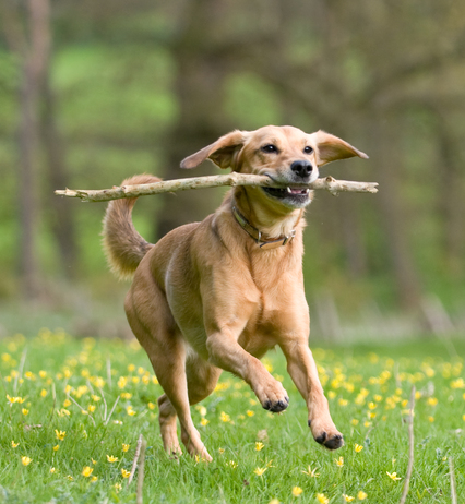 Chien dans un pré avec un bâton