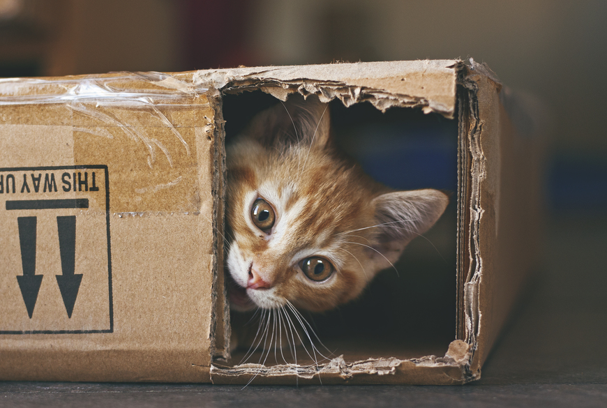 Gatto in una scatola di cartone