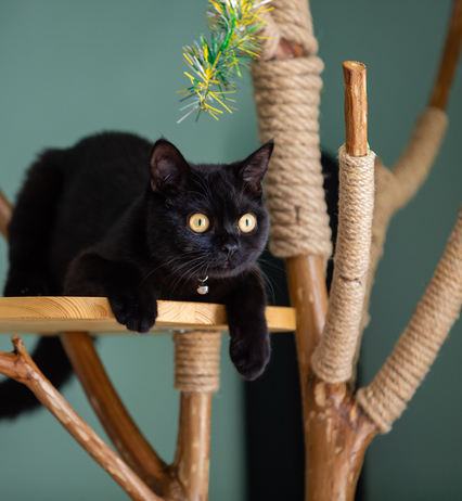 Gatto su un albero tiragatti