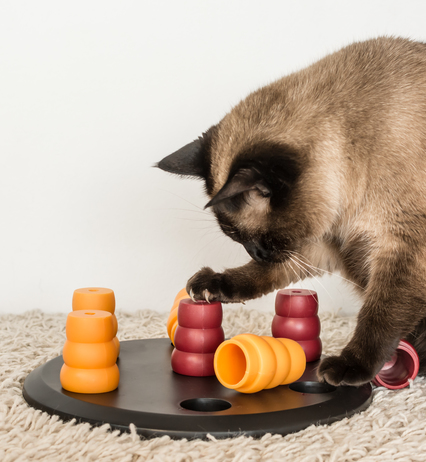Cane con torre di gioco