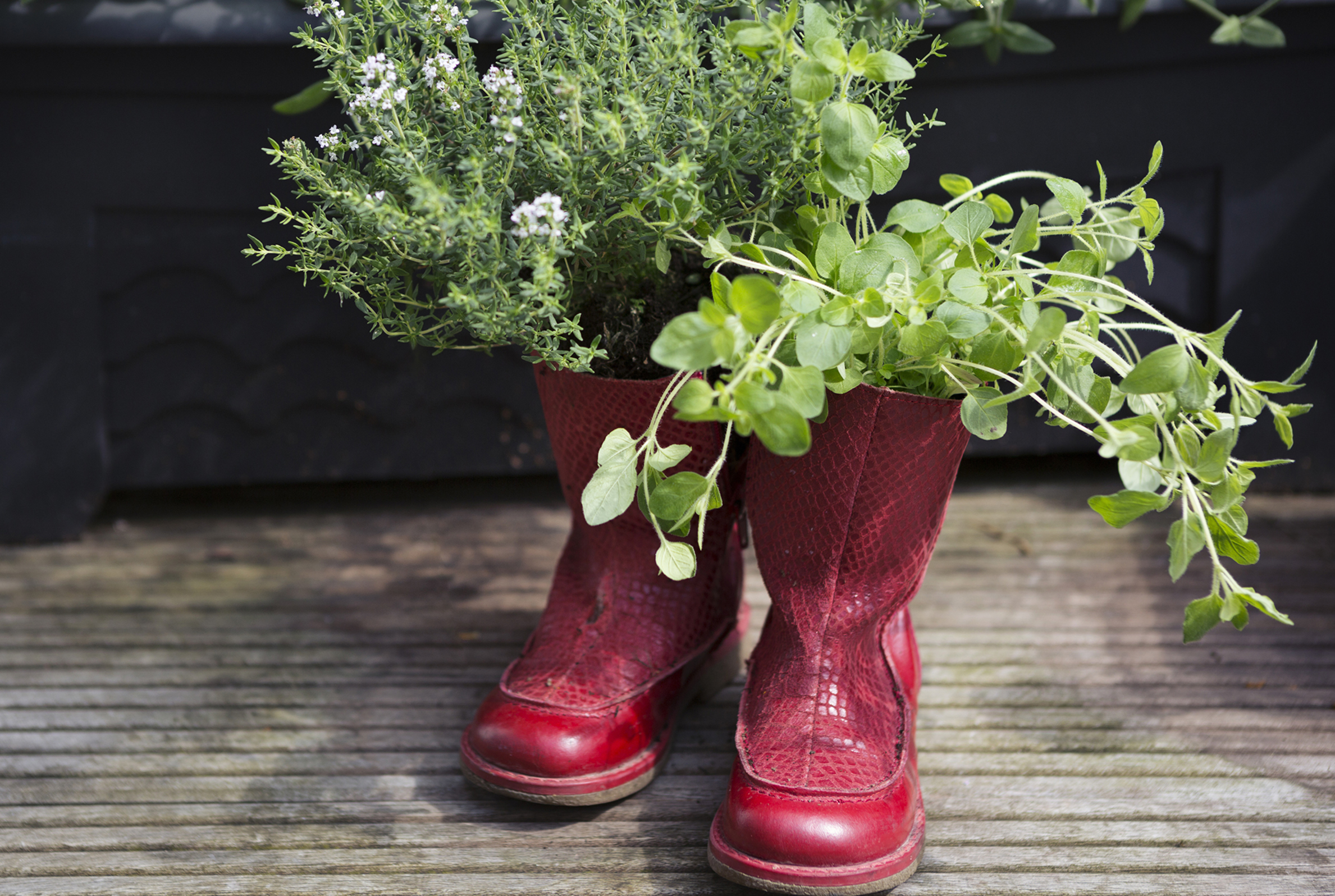 Stiefel als Blumentopf
