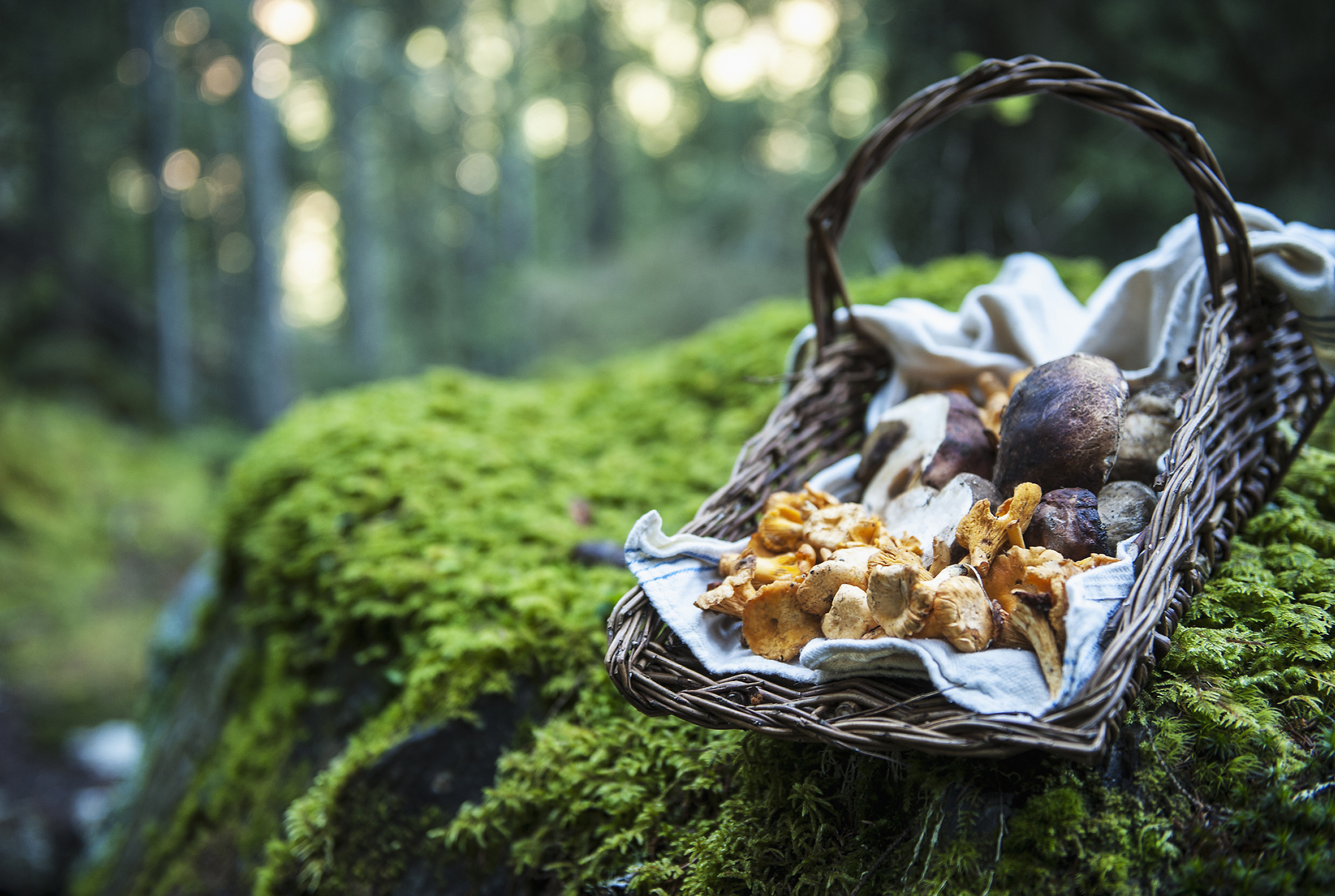 Panier avec différents champignons dans la forêt