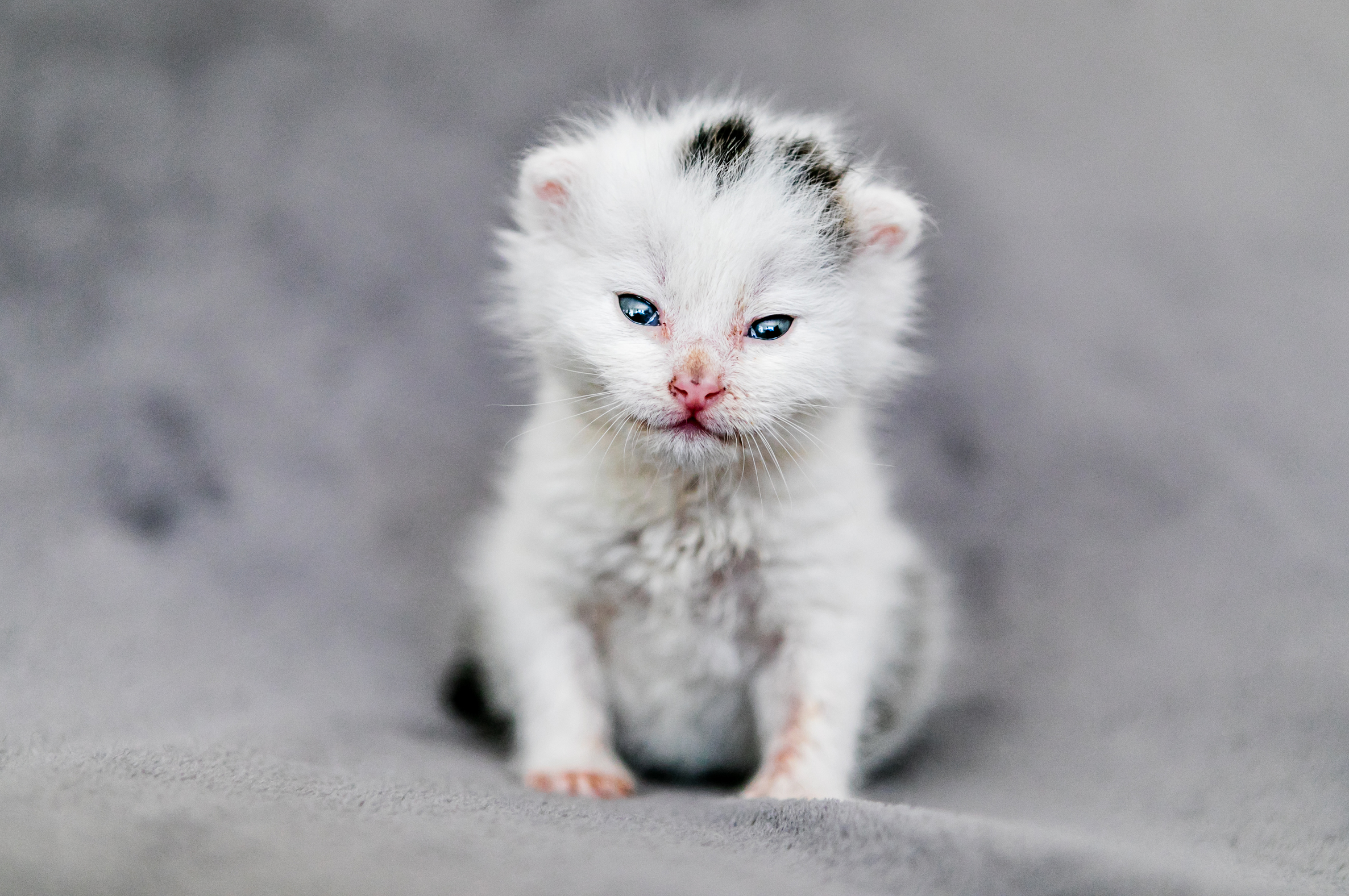 kleine katze, Kätzchen