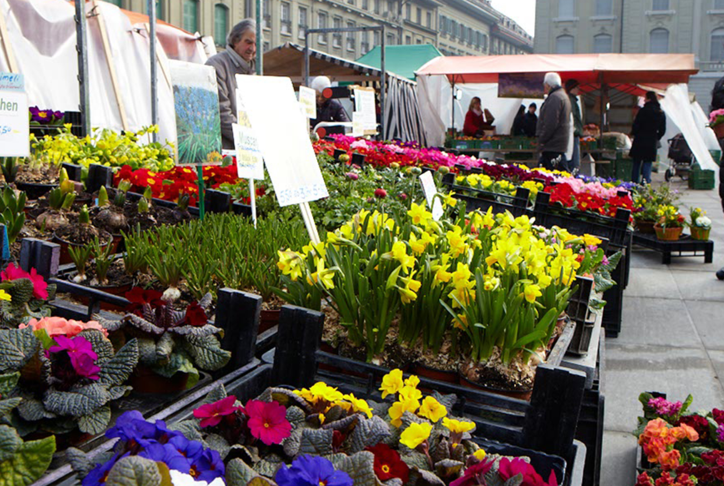 Gemüse-, Früchte- und Blumenmarkt Bärenplatz