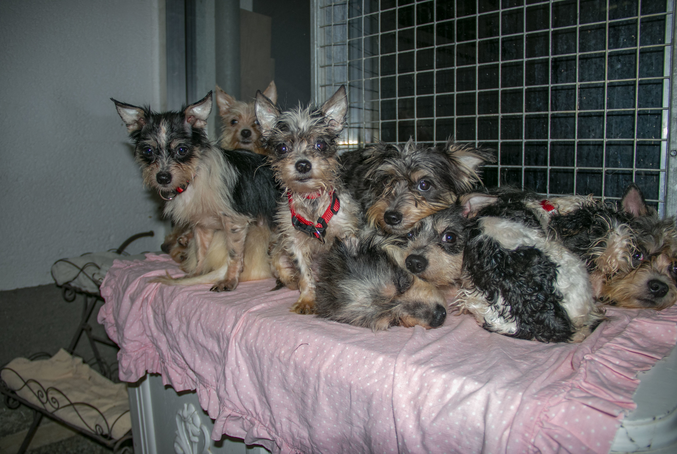 Hunde, Gut Aiderbichl