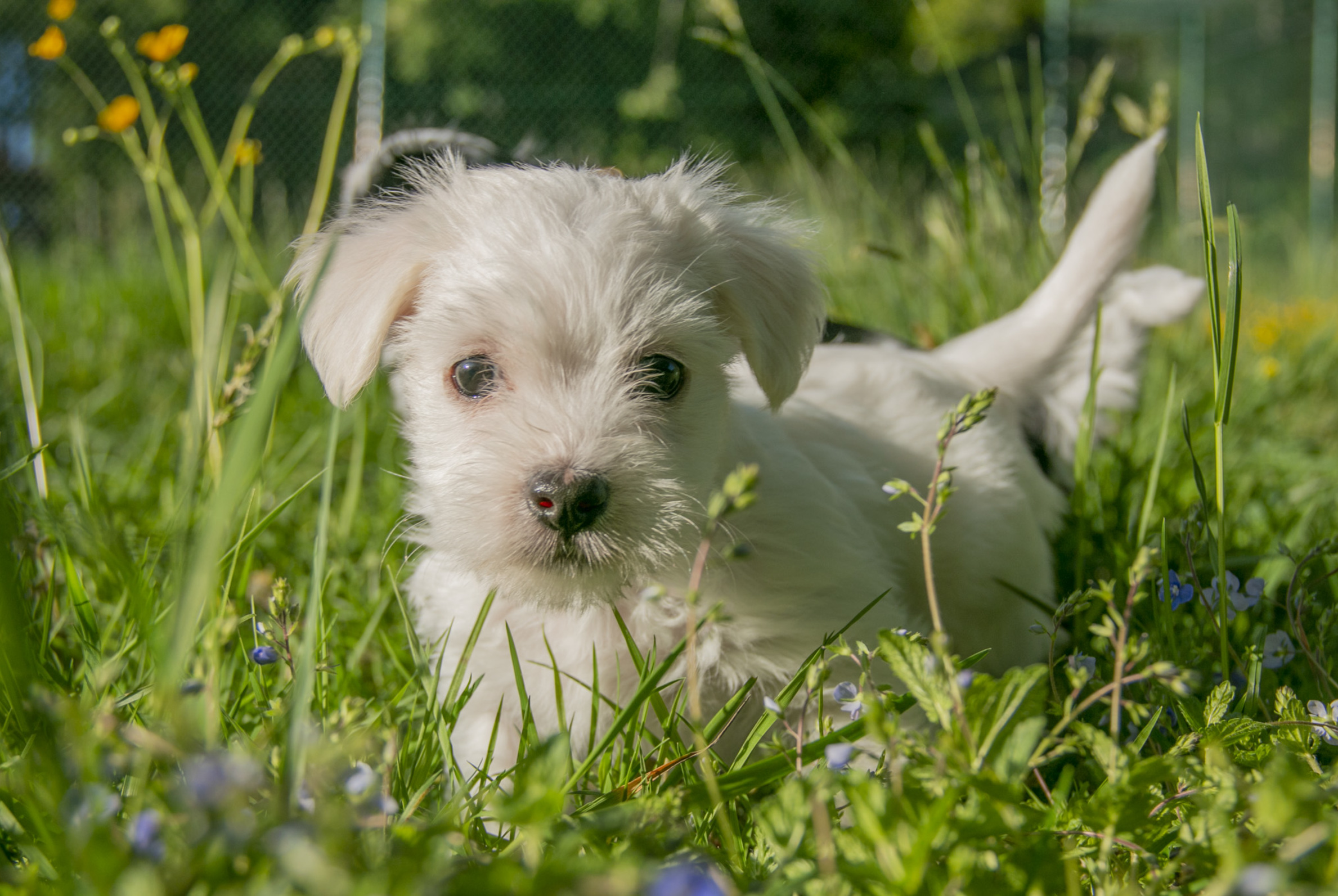 Hund, Gut Aiderbichl