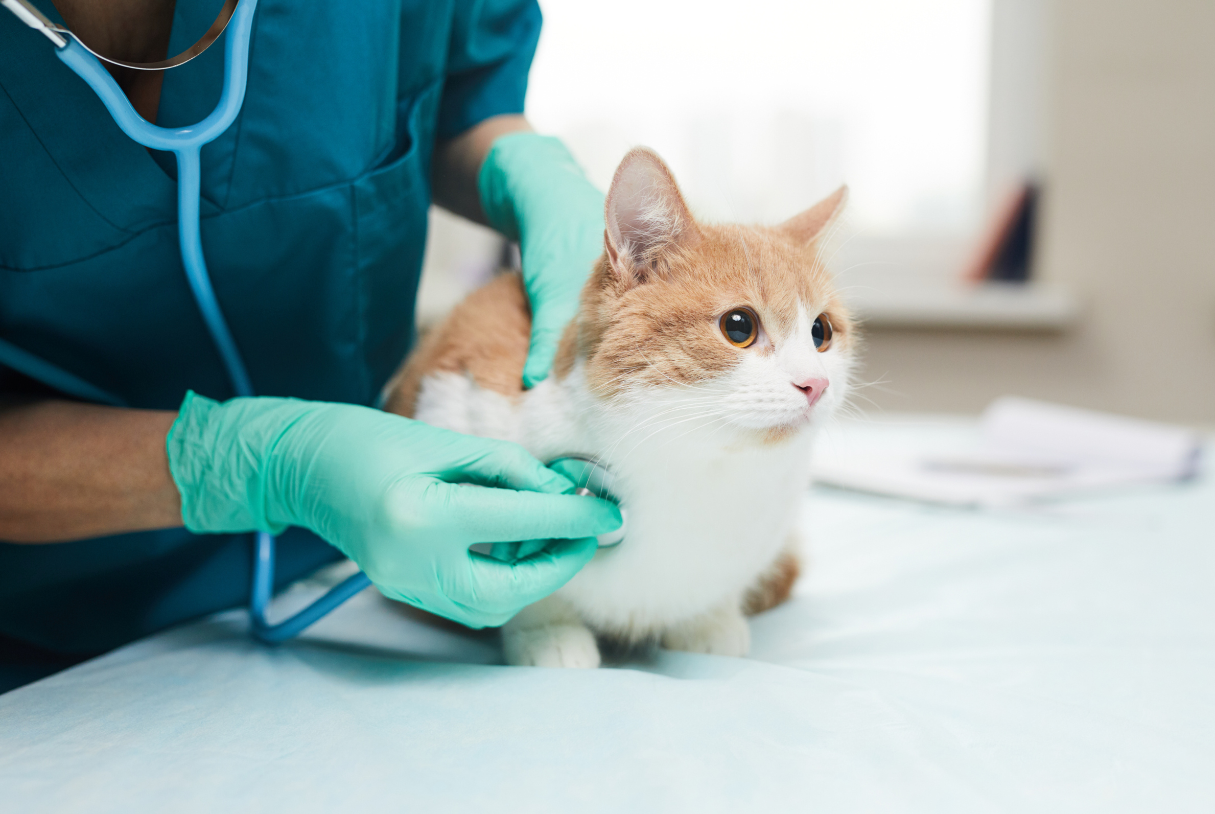 Katze beim Tierarzt
