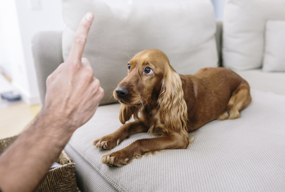 Huund auf Sofa