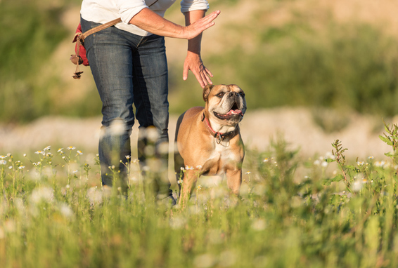 Hund auf Wiese