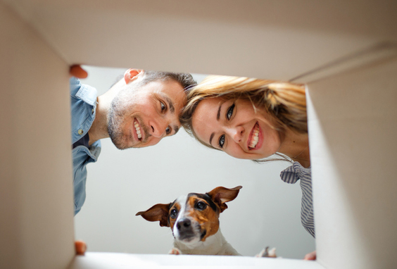 Haustiere stressen sich bei einem Umzug
