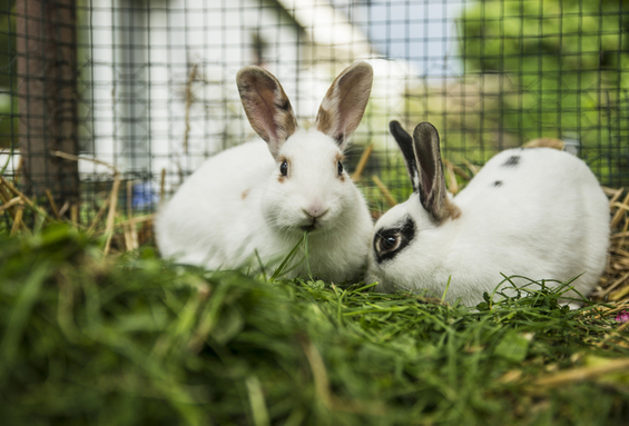 zwei Hasen im Gras