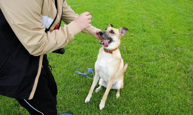 Hund mit Herrchen
