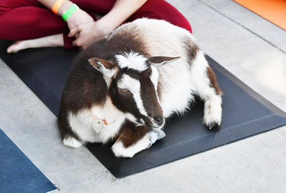 Capra su un tappetino da yoga
