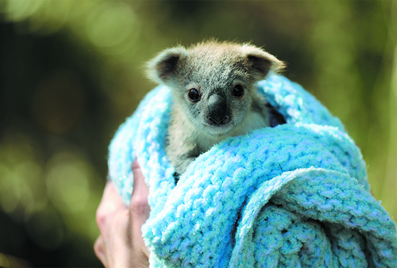 Schutz bedrohter Koalas
