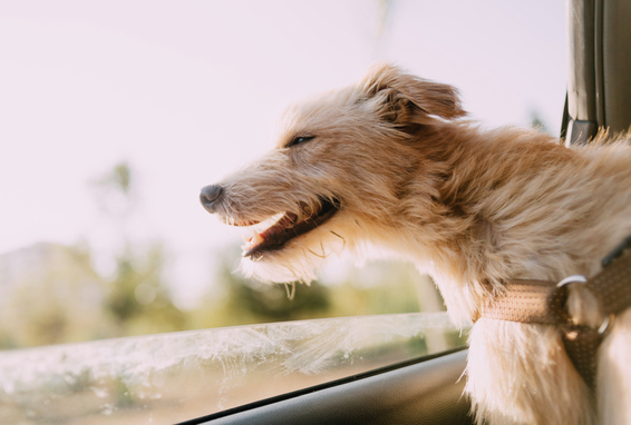 Hund guckt aus Autofenster