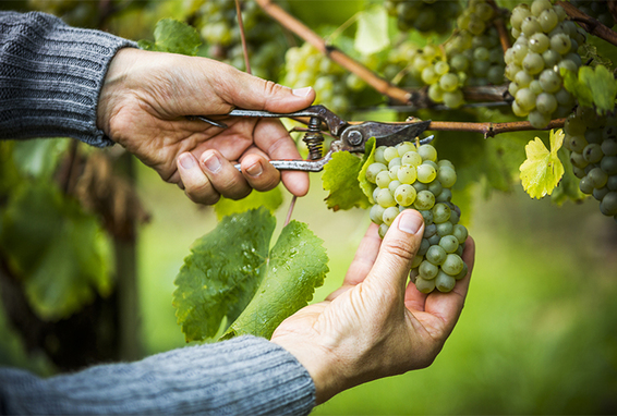 Mann schneidet Trauben ab