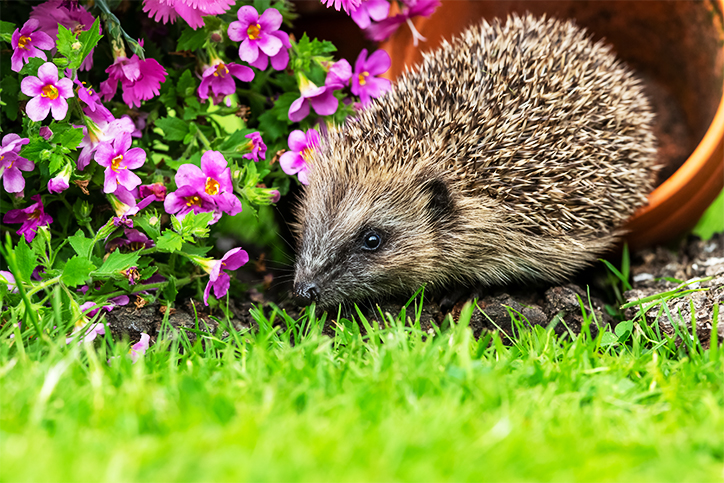 Ein Igel neben einer pinke Blume