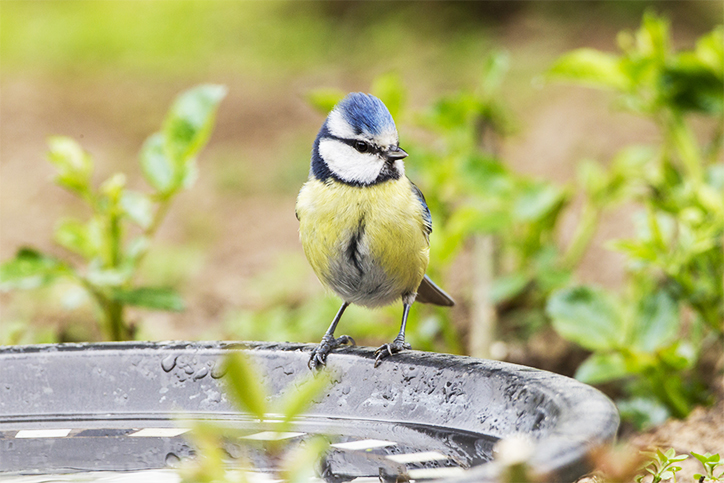 Ein kleiner Vogel steht am Rand von einer Trinkstelle